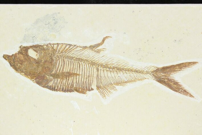 Fossil Fish (Diplomystus) - Green River Formation #122728